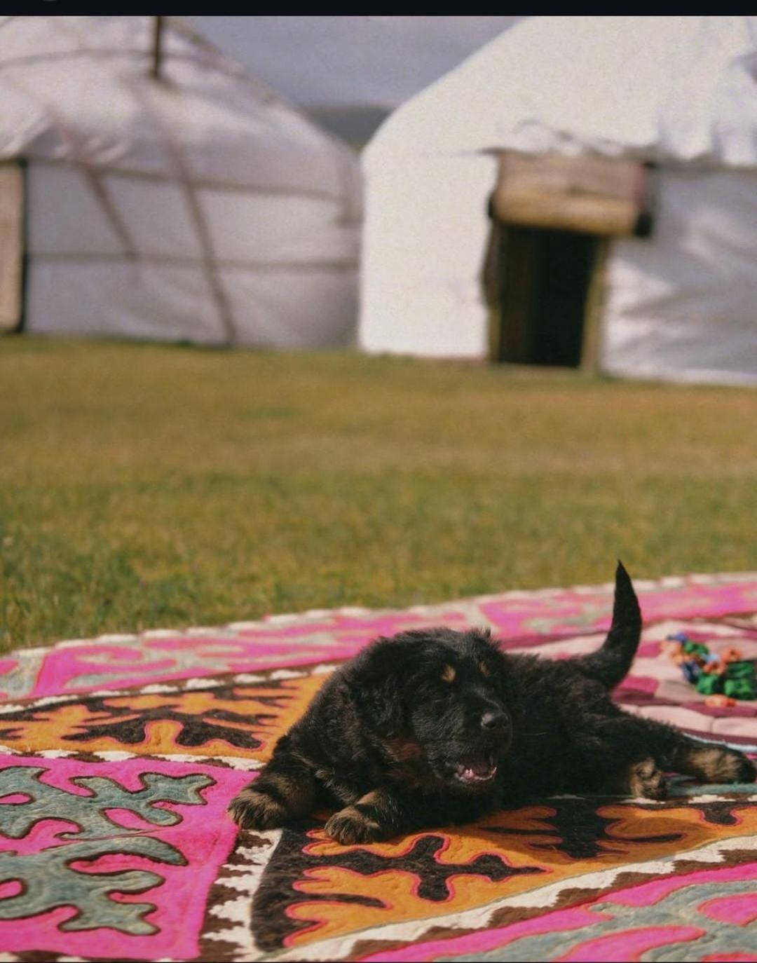 Отель Zalkar Yurt Camp Song-Kul Экстерьер фото